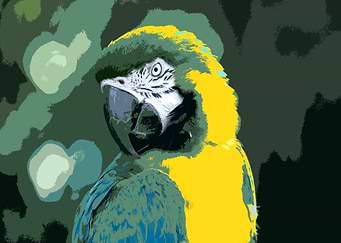 Macaw graphic style