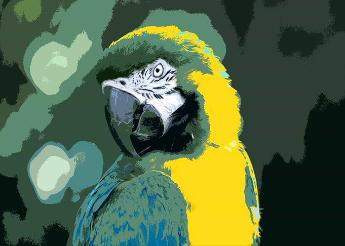Macaw graphic style
