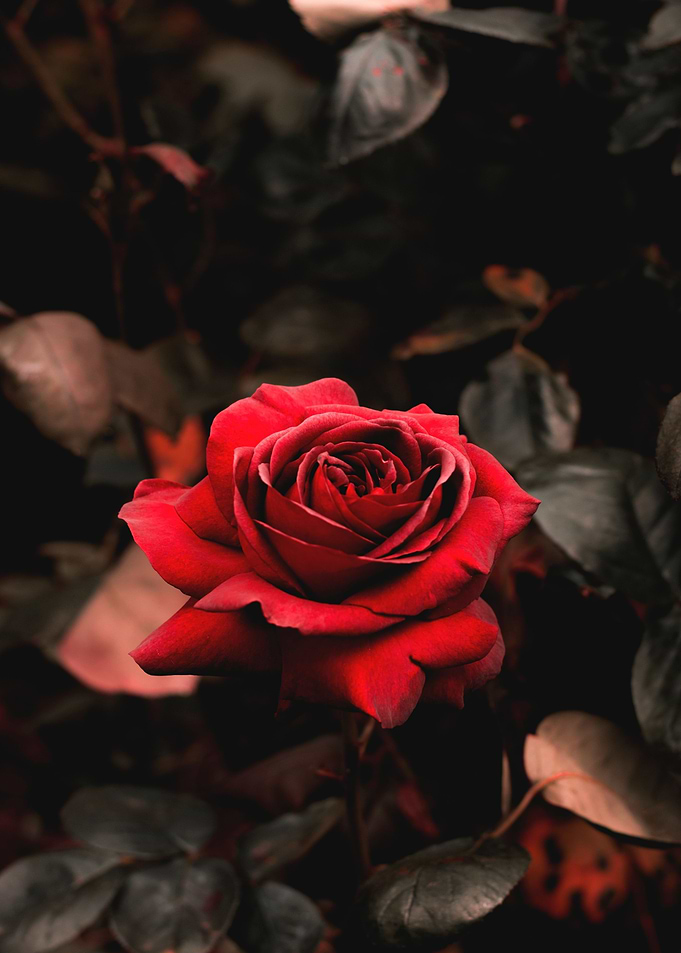 Red Rose with leaves