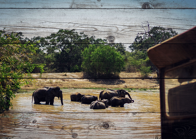 Elephant Art