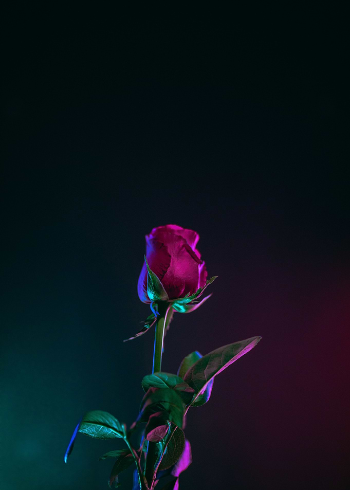 Rose Flower