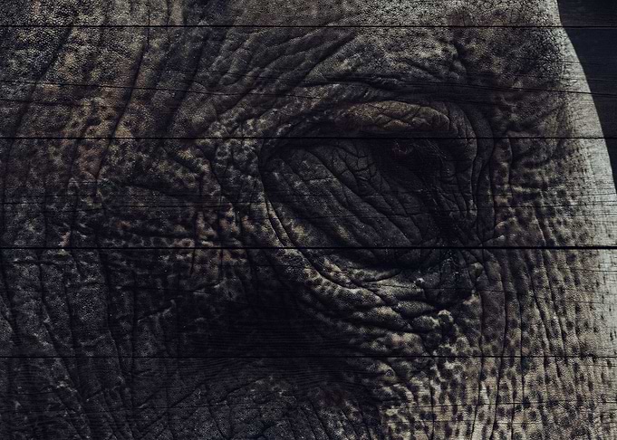 Elephant Art