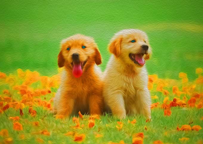 Labrador Puppies