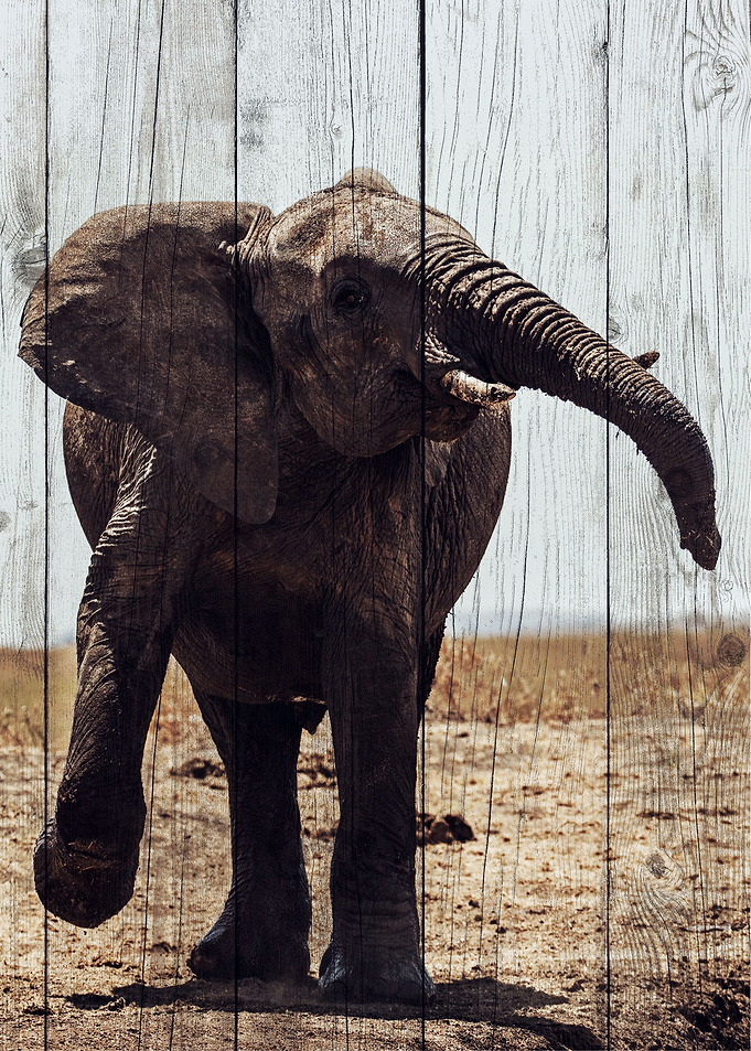 Elephant Art