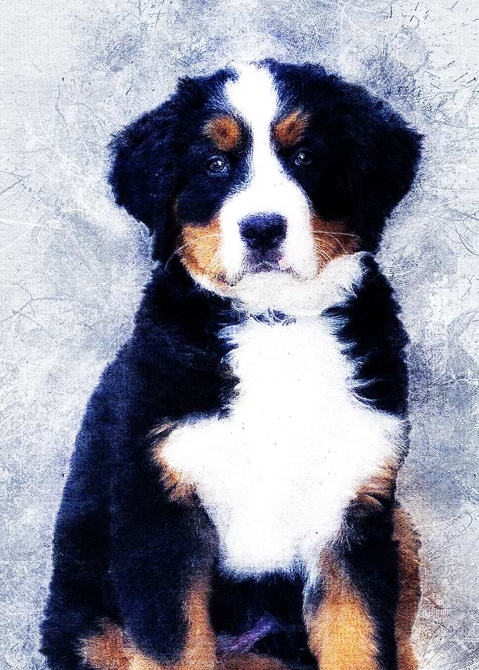 Dog 02