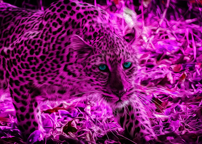 Supple Leopard