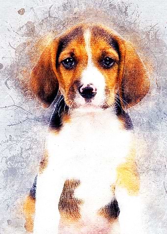 Dog 02