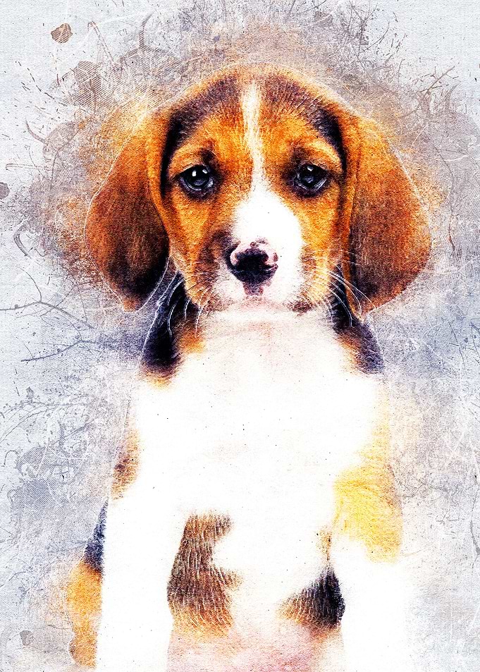 Dog 02