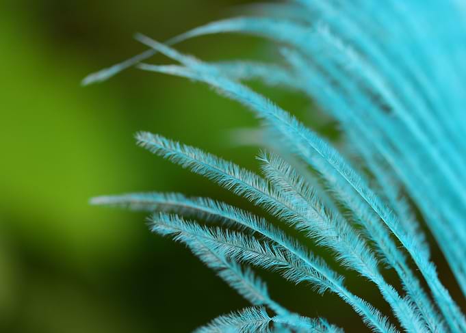 Blue feather macro
