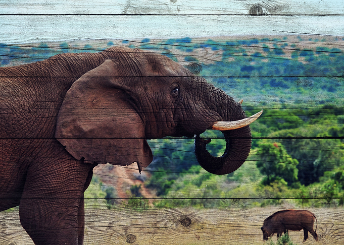 Elephant Art