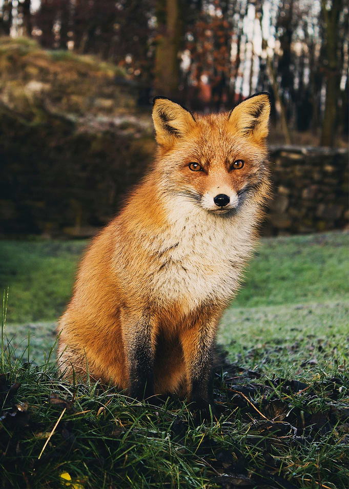 Fox Animal in the Forest
