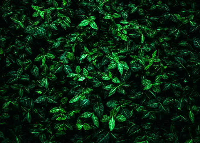 Green Leaf Foliage