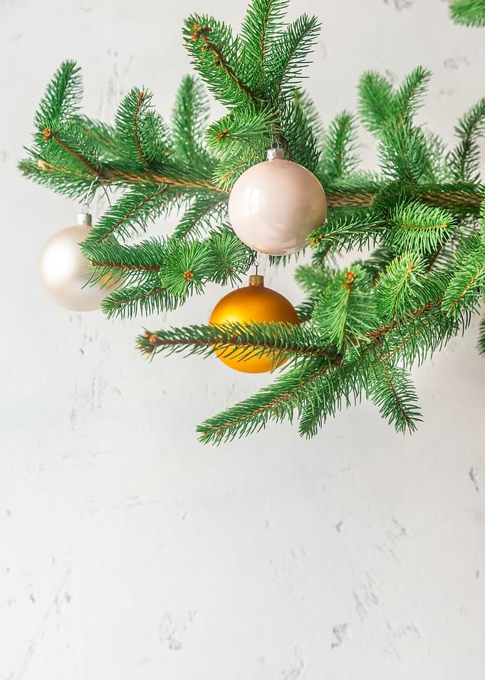 Christmas tree branch