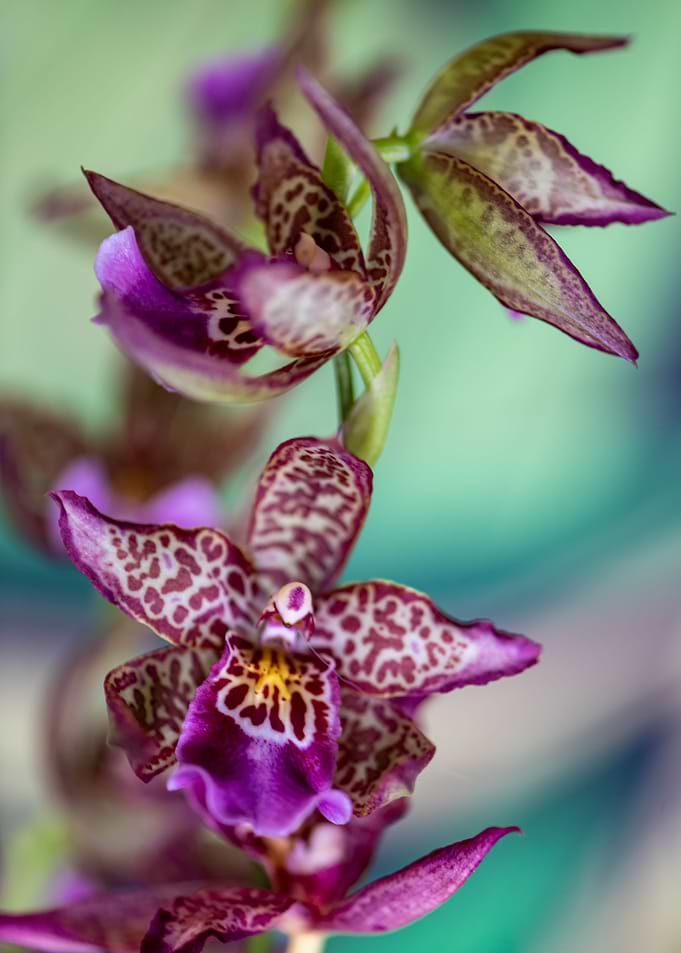Orchidee