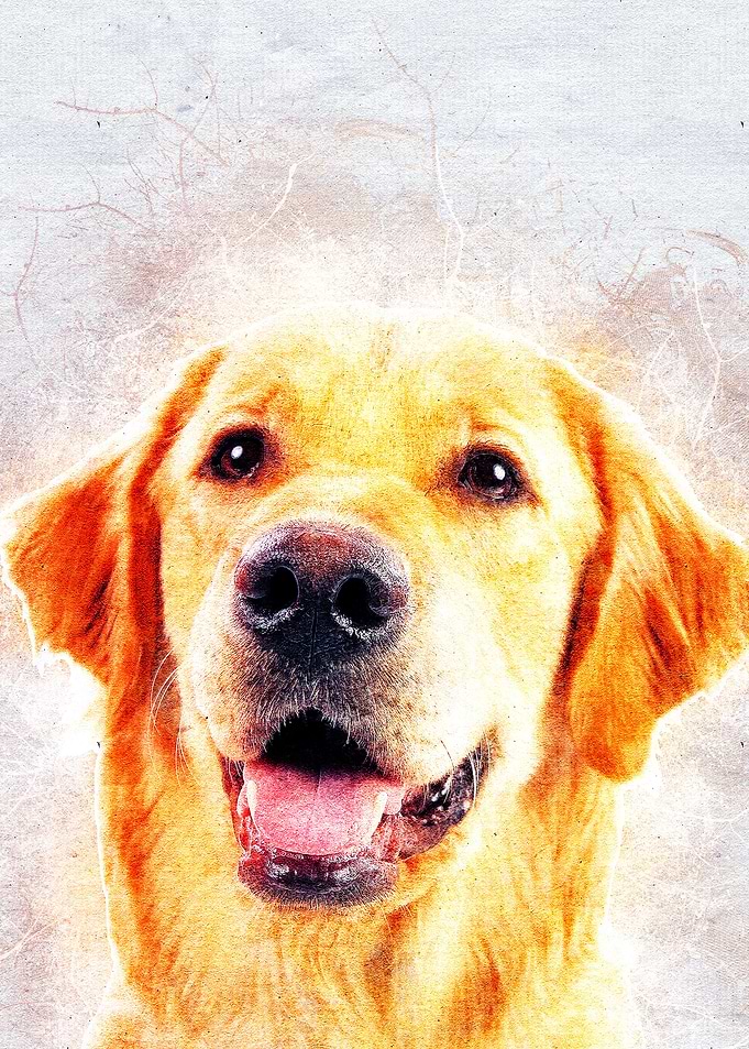 Dog 06