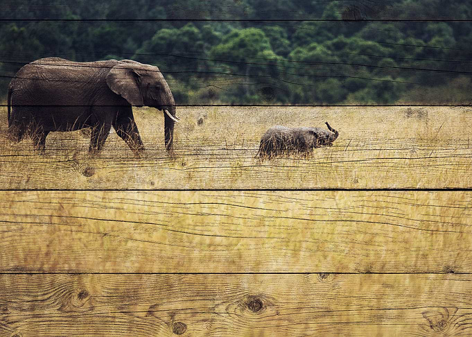 Elephant Art