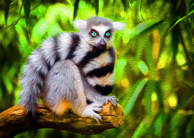 Blue Eyed Lemur