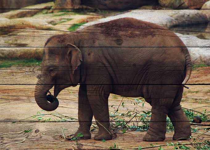 Elephant Art