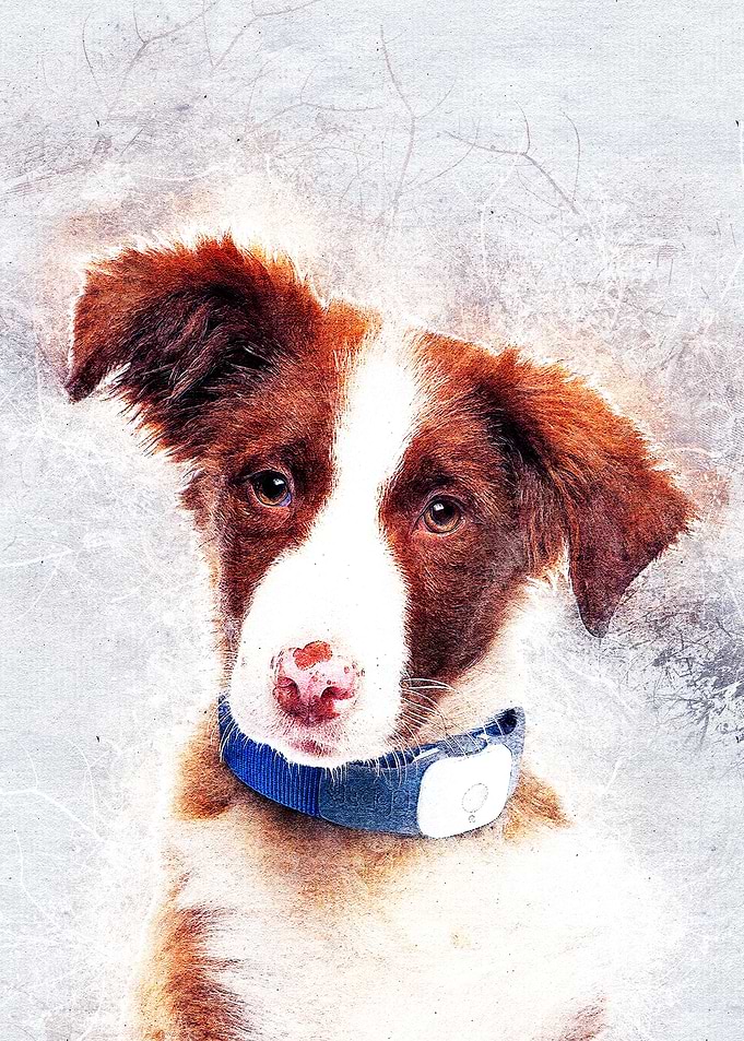 Dog 11