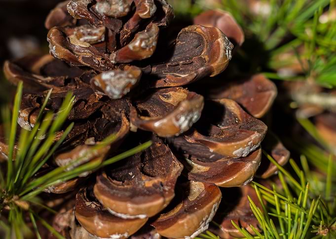 Strobilo pinecone