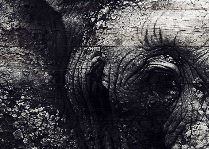 Elephant Art