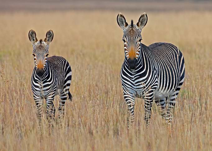 Zebras on the Field