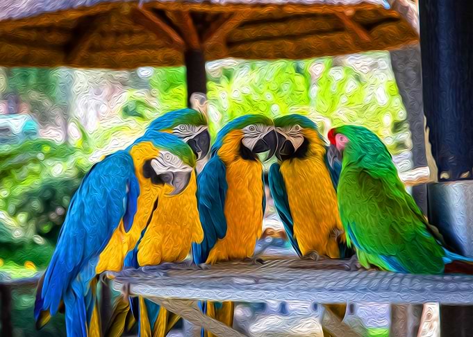 A Group of parrots