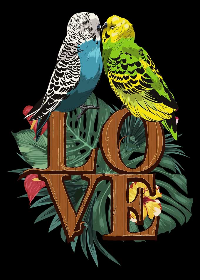 Budgie Budgerigar
