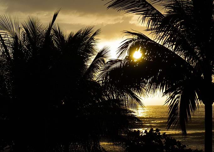 Sunset Coconut
