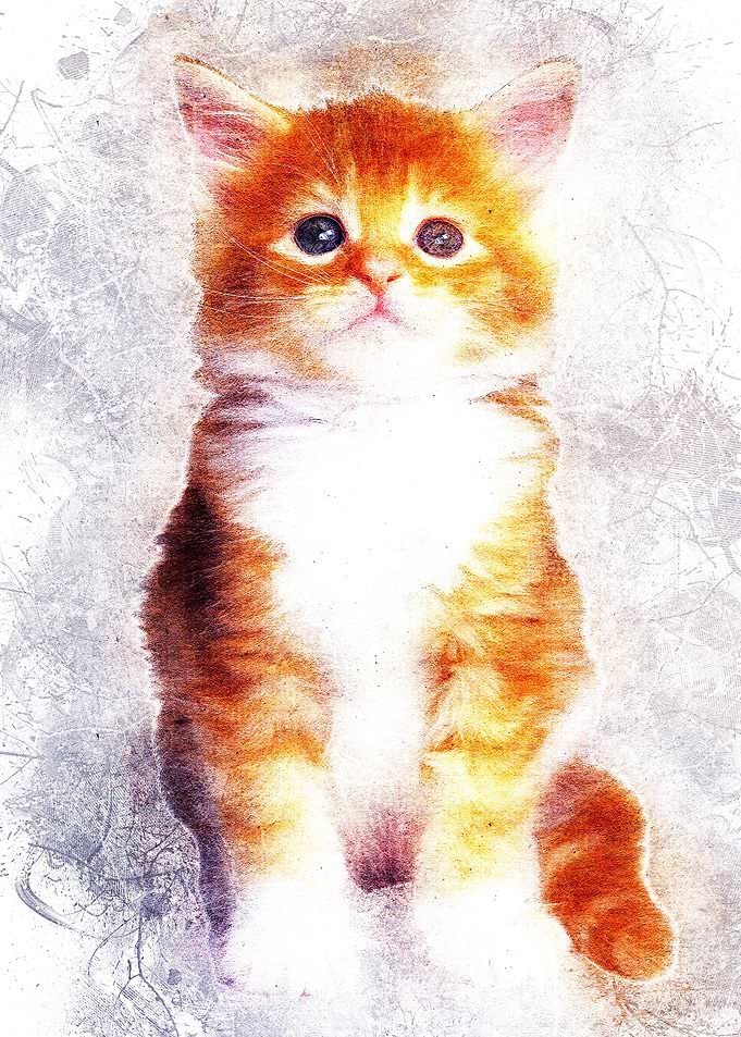 Cat 14
