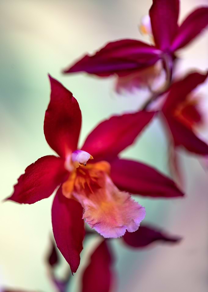 Orchidee