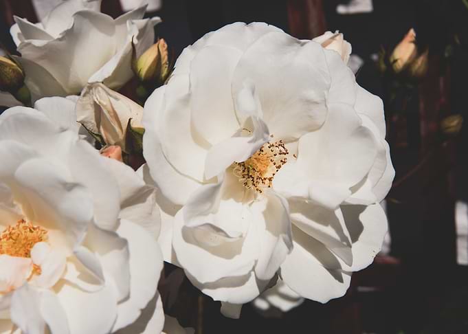 White rose