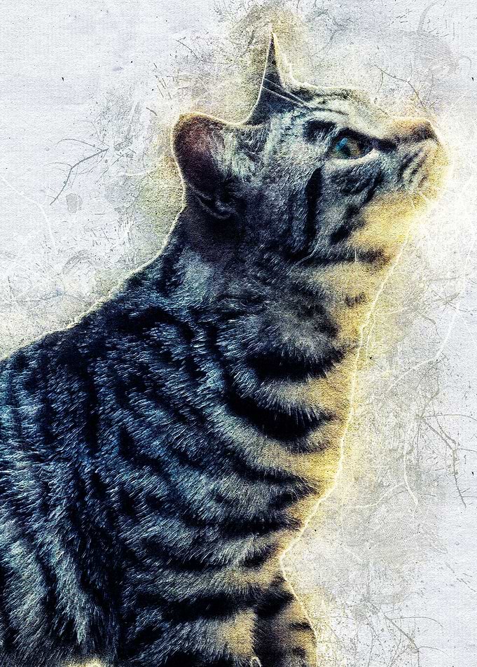 Cat 11