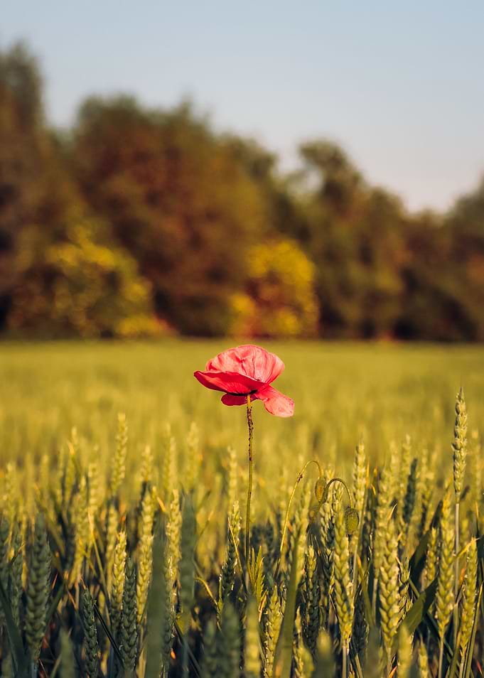 Poppy