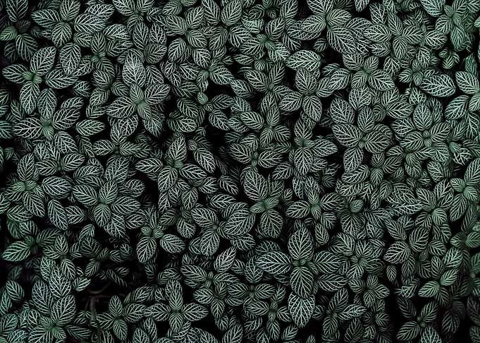 Black And White Leaves
