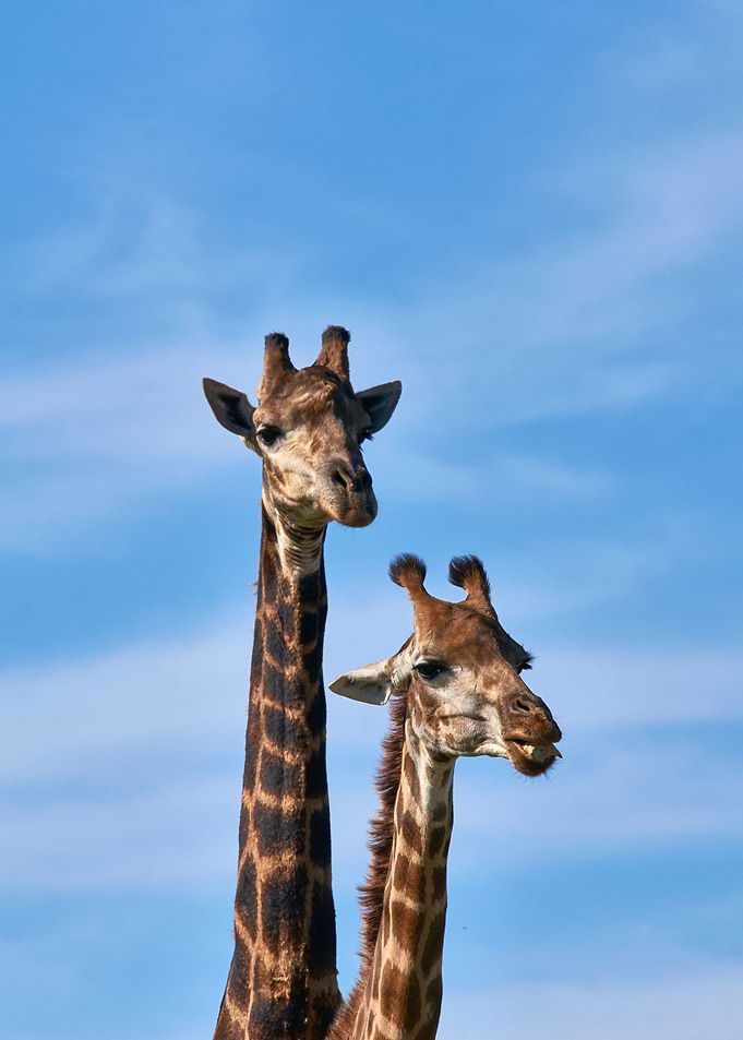 Two Giraffes long neck