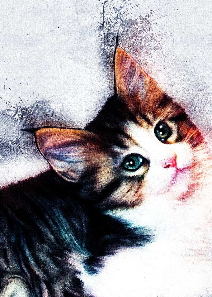 Cat 07