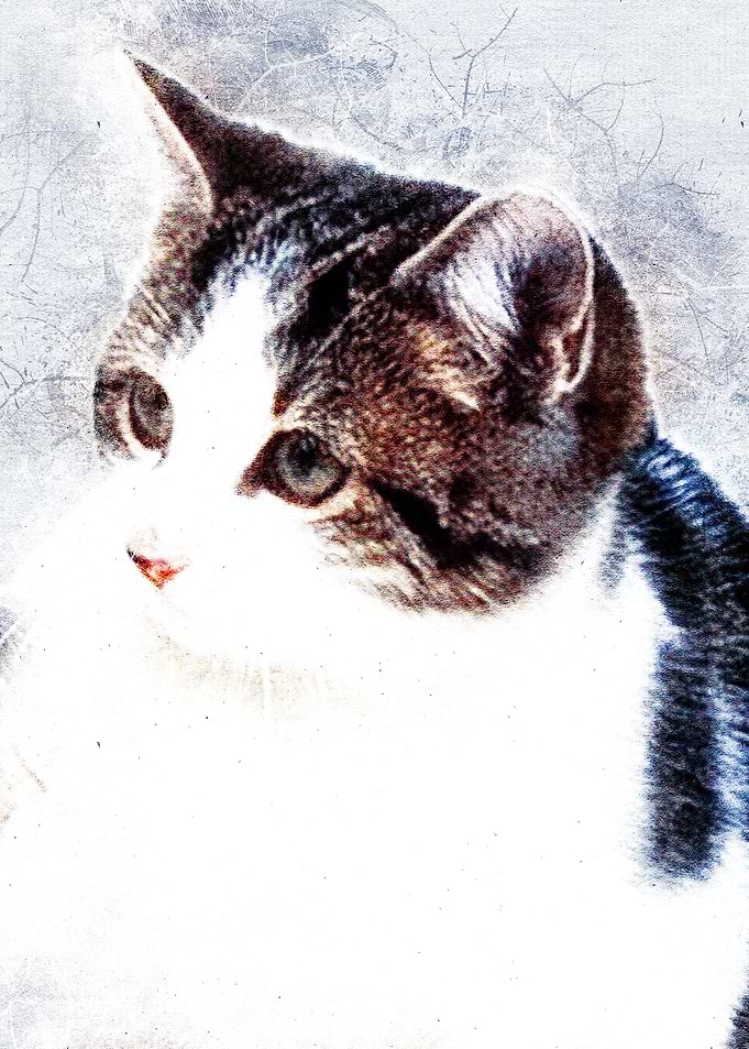 Cat 04