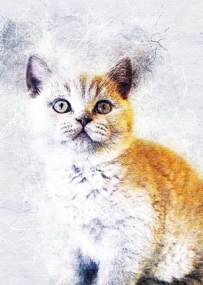 Cat 01