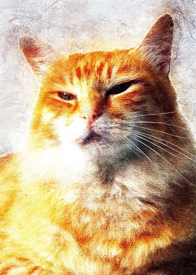 Cat 13