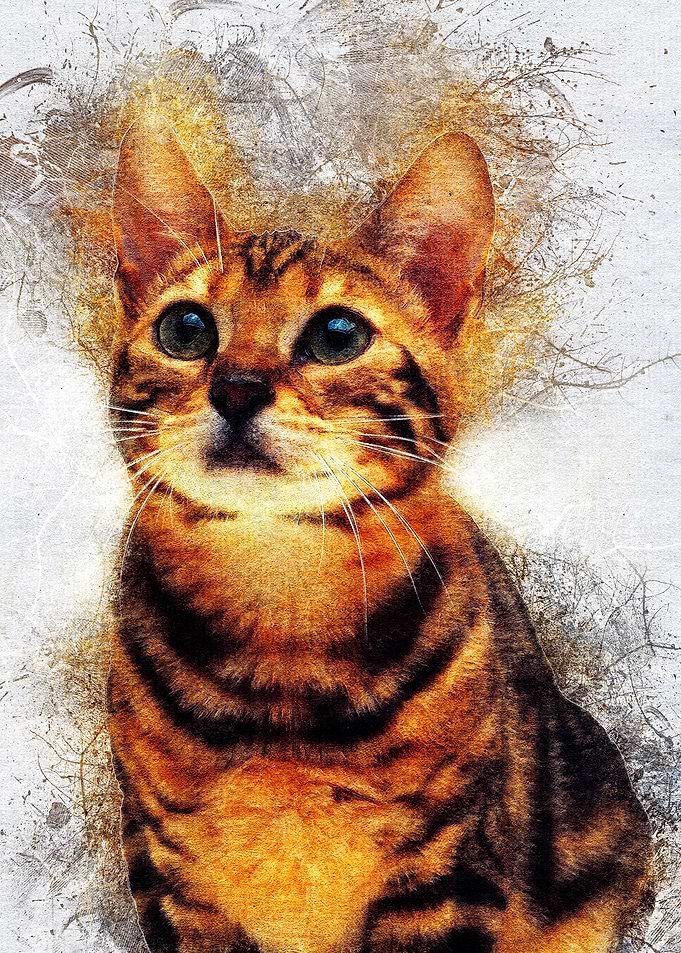 Cat 03