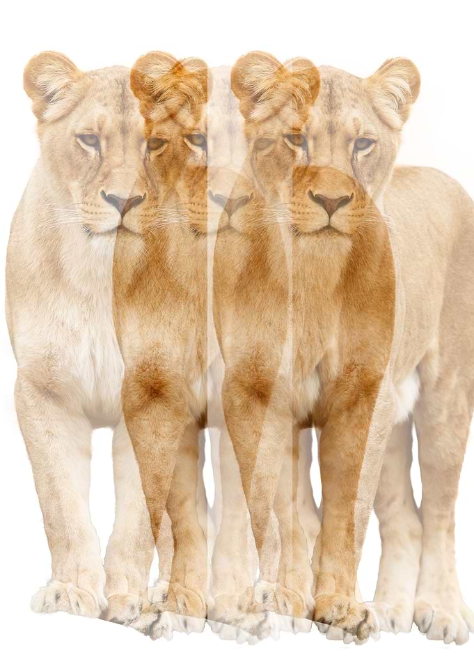 Ghost lionesses