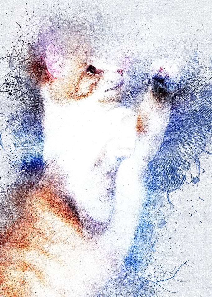 Cat 10
