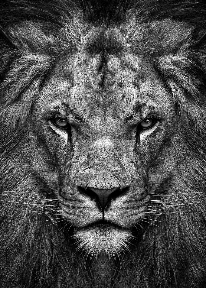 angry wild black lion king