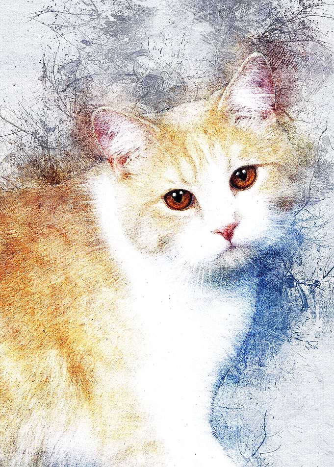Cat 09
