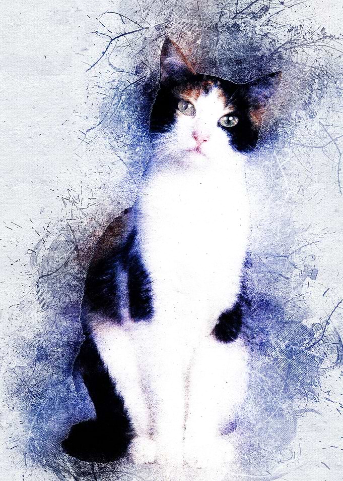 Cat 08