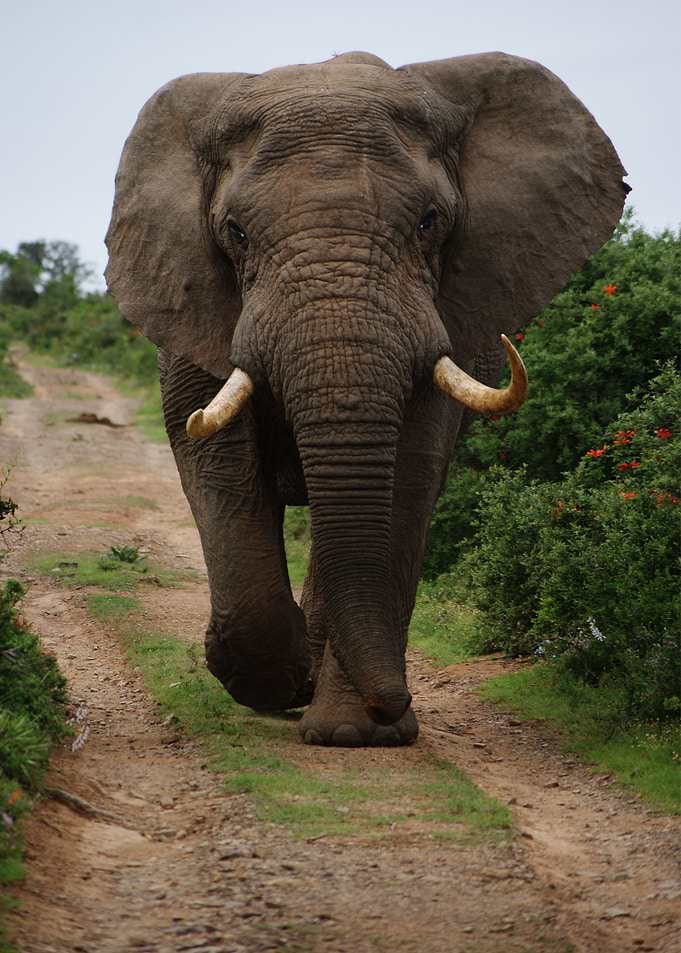 Big Elephant