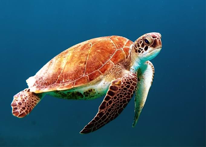 Waterturtle