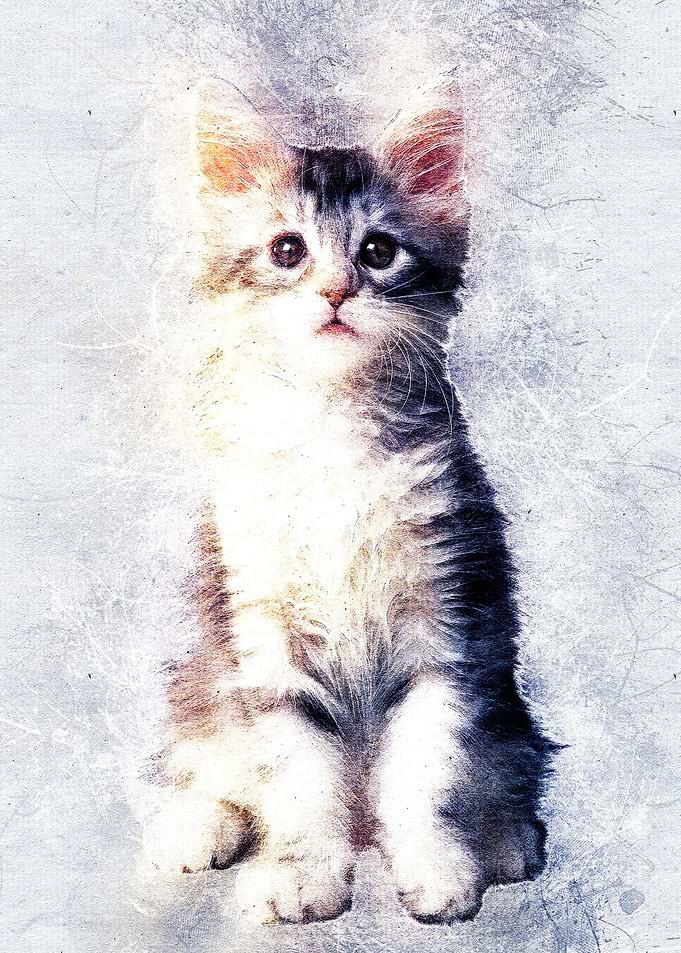 Cat 06