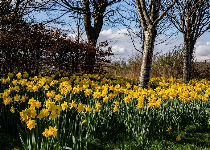 Daffos